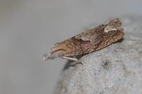 Eucosma conterminana
