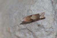 Eucosma conterminana