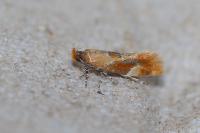 Epicallima formosella