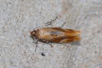 Epicallima formosella