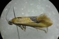 Batia lambdella