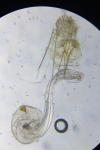 Batia lambdella