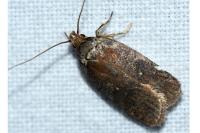 Agonopterix purpurea