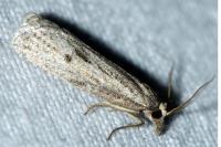 Ditula joannisiana