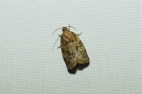 Choristoneura murinana