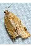 Paramesia gnomana