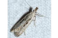 Dichomeris helianthemi