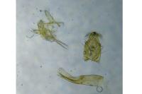 Anacampsis populella
