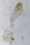Batia lunaris