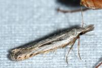 Dichomeris helianthemi
