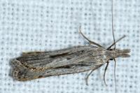 Dichomeris helianthemi