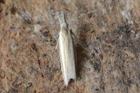 Pleurota aristella