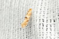 Bucculatrix ulmella