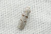 Symmocoides oxybiella