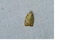 Acleris bergmanniana
