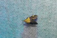 Oecophora bractella
