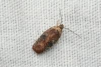 Agonopterix purpurea