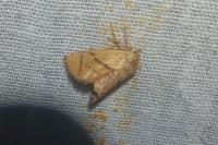 Apoda limacodes