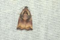 Archips podana