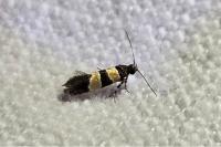 Goidanichiana jourdheuillella