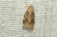 Archips xylosteana