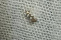 Argyresthia brockeella