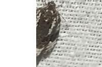 Apotomis turbidana