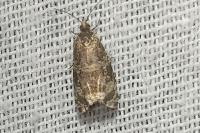 Celypha lacunana