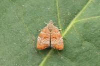 Choreutis nemorana