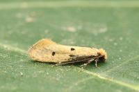 Tinea trinotella