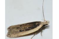 Nothris congressariella
