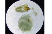 Acleris ferrugana