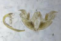 Stenoptilia pterodactyla