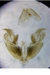 Stenoptilia pterodactyla