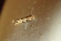 Phyllonorycter trifasciella