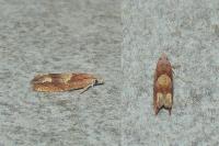 Eucosma conterminana