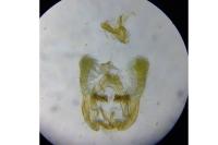 Endothenia marginana