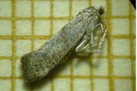 Swammerdamia caesiella