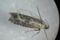 Parornix betulae