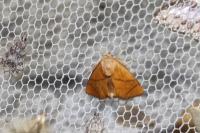Apoda limacodes
