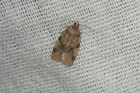Epagoge grotiana