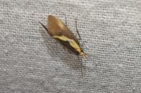 Harpella forficella