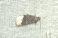 Hedya nubiferana