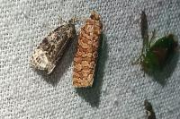 Lozotaeniodes formosana