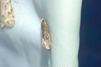Monopis laevigella
