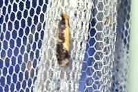 Monopis obviella