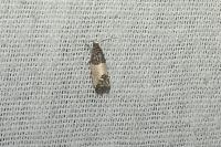 Spilonota ocellana