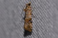 Lobesia botrana/reliquana