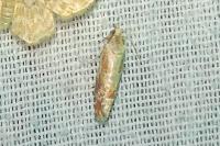 Rhyacionia buoliana