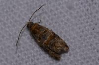 Lobesia botrana/reliquana